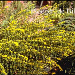Solidago caesia
