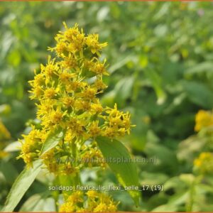 Solidago flexicaulis 'Flexi Belle'