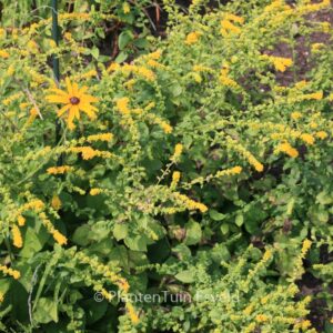 Solidago sphacelata 'Golden Fleece'