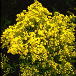 Solidaster luteus 'Lemore'