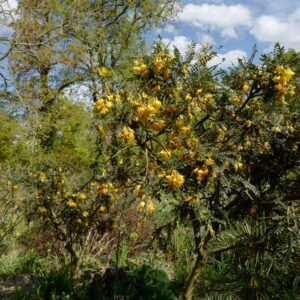 Sophora microphylla 'Hilsop' (SUN KING)
