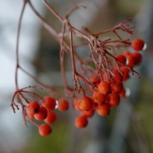 Sorbus 'Copper Kettle'