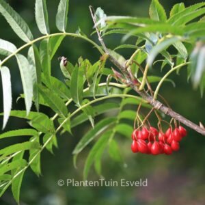 Sorbus 'Dodong'