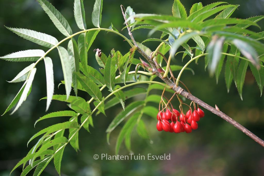 Sorbus 'Dodong'