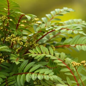 Sorbus 'Purple Magic'