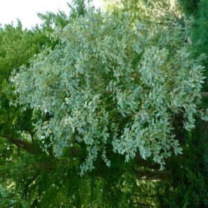 Sorbus aria 'Magnifica'