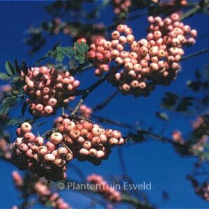 Sorbus arnoldiana 'Kirsten Pink'