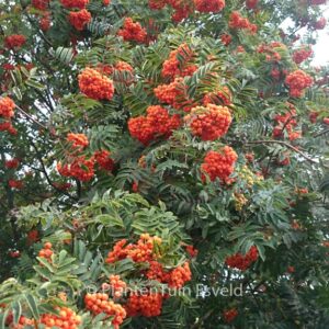 Sorbus aucuparia