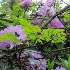 Sorbus aucuparia 'Dirkenii'