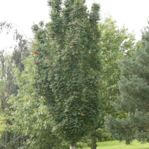 Sorbus aucuparia 'Fastigiata'