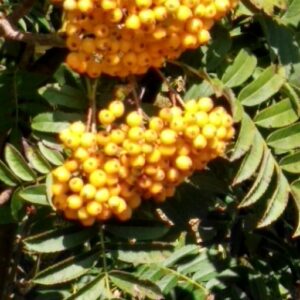 Sorbus aucuparia 'Hilling's Spire'