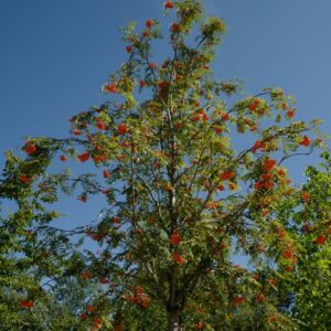 Sorbus aucuparia var. edulis