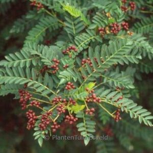 Sorbus cangshanensis