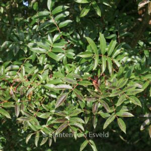 Sorbus commixta 'Carmencita'