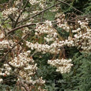 Sorbus frutescens
