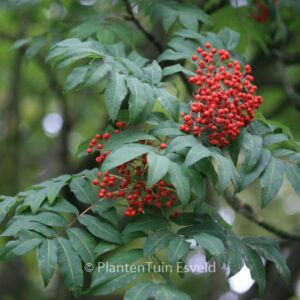 Sorbus sargentiana