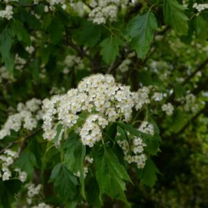 Sorbus torminalis