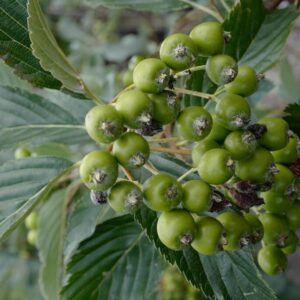 Sorbus wilmottiana