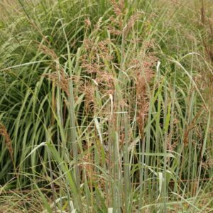 Sorghastrum nutans 'Sioux Blue'