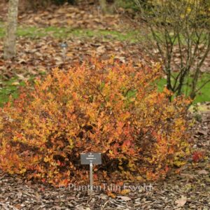 Spiraea betulifolia 'Tor'