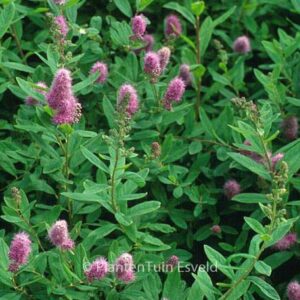 Spiraea billiardii 'Triumphans'