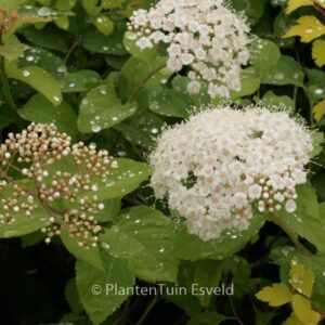 Spiraea corymbosa 'Ziggy Stardust'