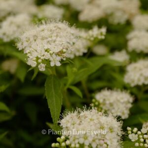 Spiraea japonica 'Albiflora'