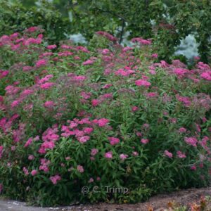 Spiraea japonica 'Anthony Waterer'