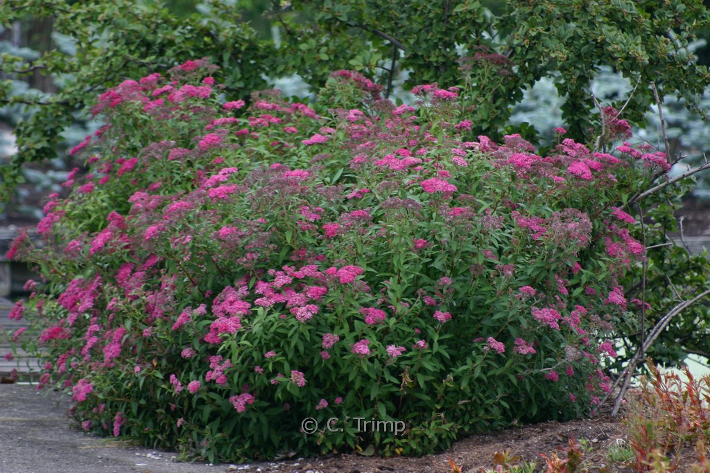 Spiraea japonica 'Anthony Waterer'