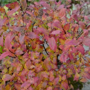 Spiraea japonica 'Galen' (DOUBLE PLAY ARTISAN