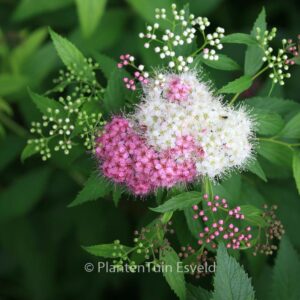 Spiraea japonica 'Genpei'