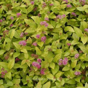 Spiraea japonica 'Golden Princess'