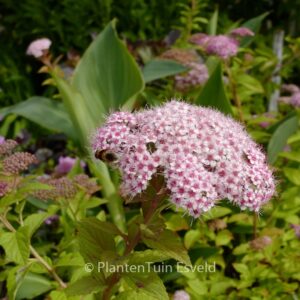Spiraea japonica 'Lonspi' SPARKLING CHAMPAGNE