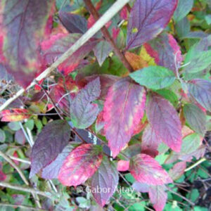 Spiraea japonica 'Manon'