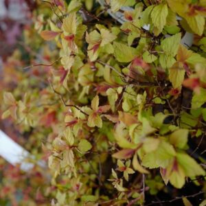 Spiraea japonica 'Walbuma' (MAGIC CARPET)