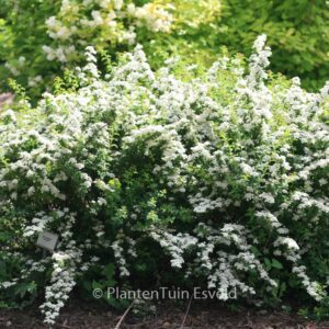 Spiraea nipponica 'June Bride'