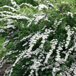 Spiraea nipponica 'Snowmound'