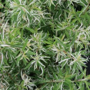 Spiraea thunbergii 'Mount Fuji'