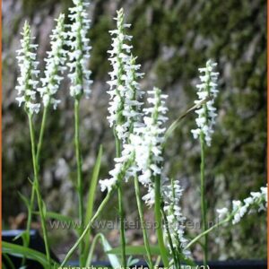 Spiranthes 'Chadd's Ford'
