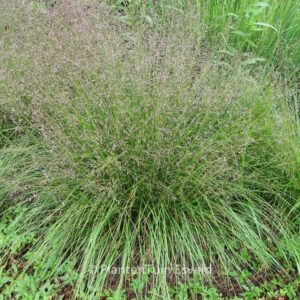 Sporobolus heterolepis