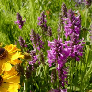 Stachys 'Summer Romance'