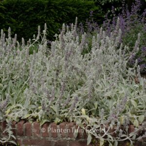 Stachys byzantina