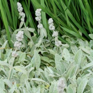 Stachys byzantina 'Cotton Boll'