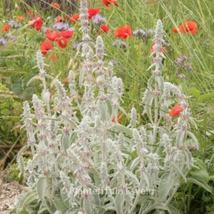 Stachys byzantina 'Silver Carpet'