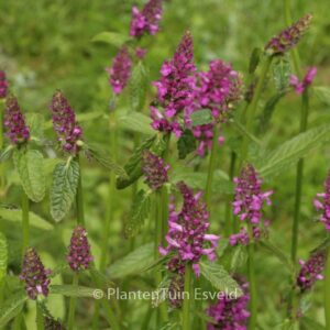 Stachys monnieri 'Hummelo'