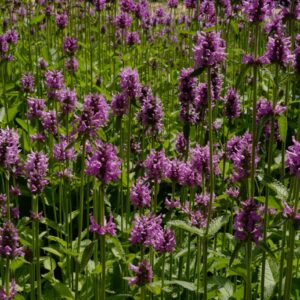 Stachys officinalis