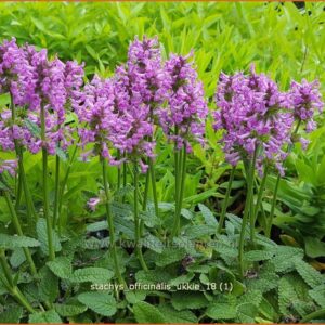 Stachys officinalis 'Ukkie'