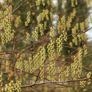 Stachyurus chinensis 'Wonderful Image'