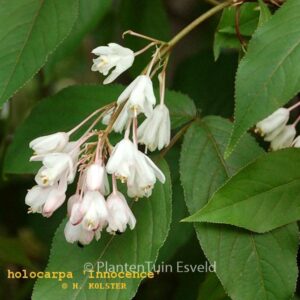 Staphylea holocarpa 'Innocence'