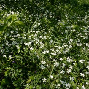 Stellaria holostea